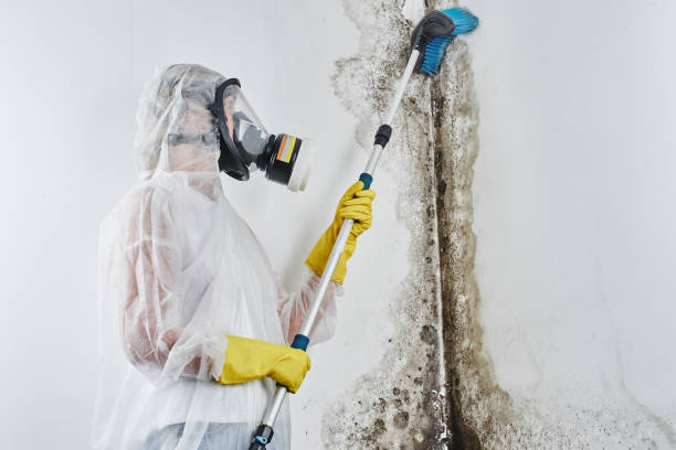 Best Toxic Mold Removal  in Eau Claire, WI