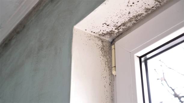 Best Residential Mold Removal  in Eau Claire, WI