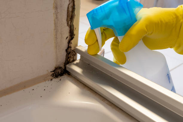 Best Home Mold Removal  in Eau Claire, WI