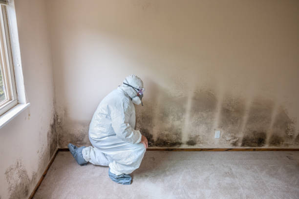 Best Mold Testing  in Eau Claire, WI