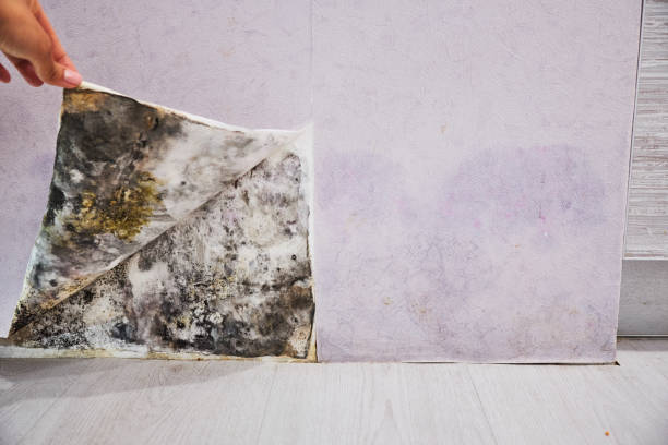 Best Crawl Space Mold Removal  in Eau Claire, WI